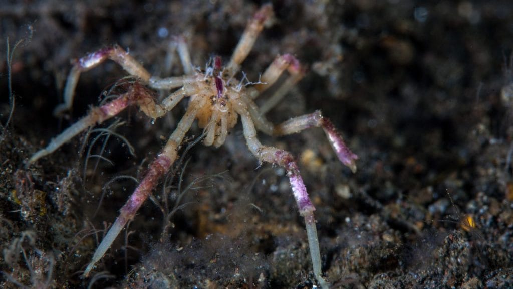colorida araña de mar, araña marina, picnogónido, Pycnogonida, Chelicerata,