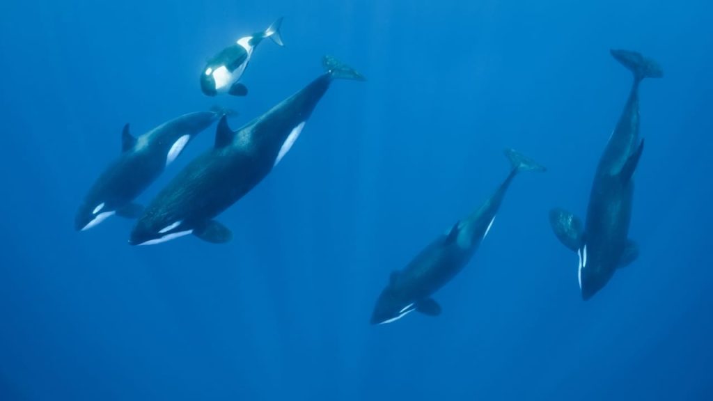 orcas varadas