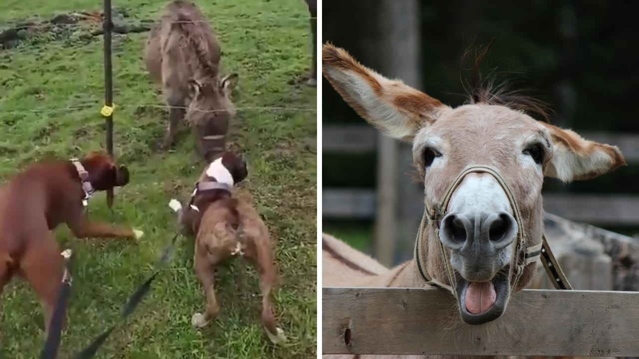 El vídeo de un burro que parece «reírse» tras ver a un perro electrocutarse | Eltiempo.es