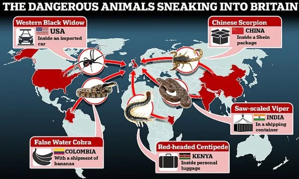 Animales peligrosos llegan a Europa en paquetes de Shein desde escorpiones o viudas negras
