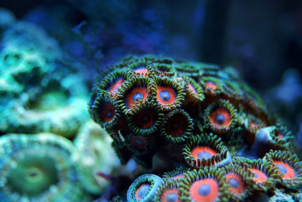 coral arrecife