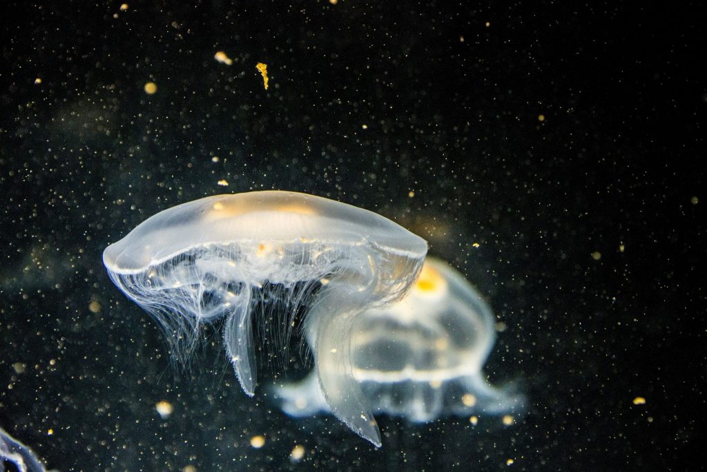 medusas no salpas