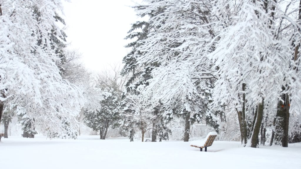 nieve