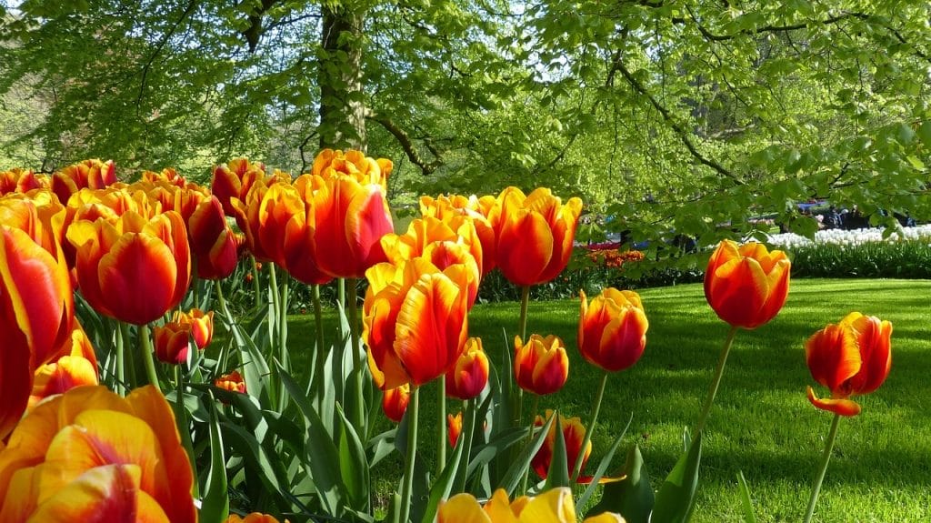 Tulipanes naranjas en parque