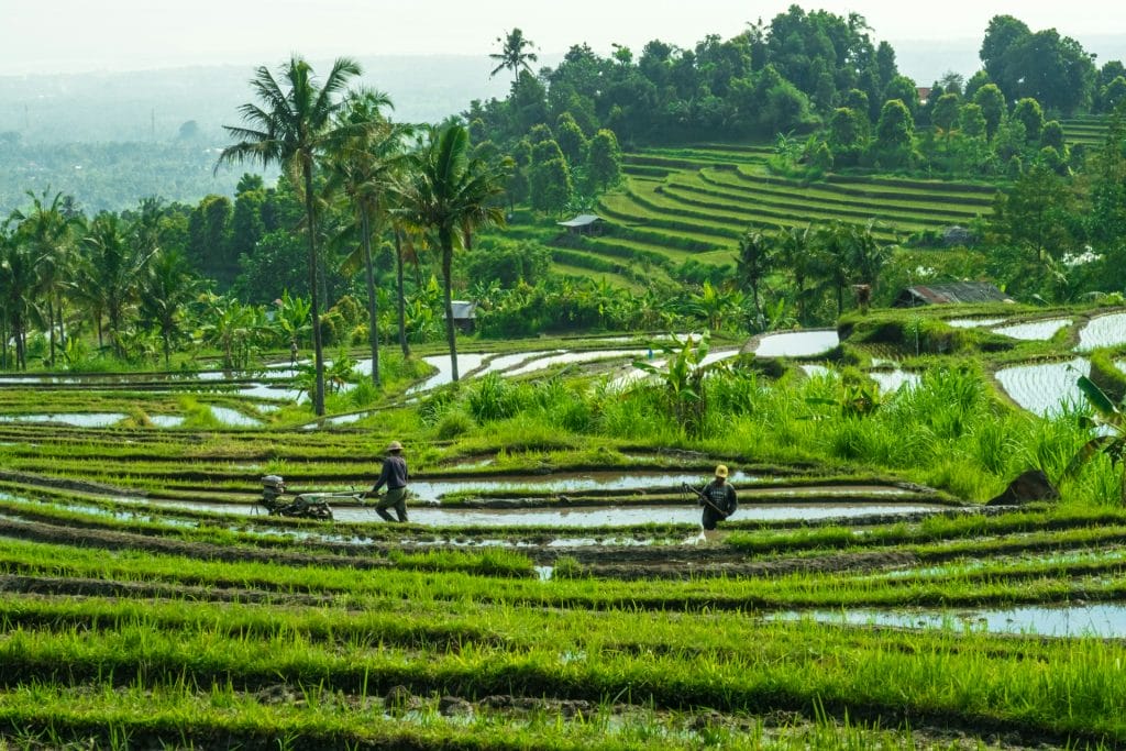 terrazas arroz Bali