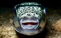Pez sapo plateado