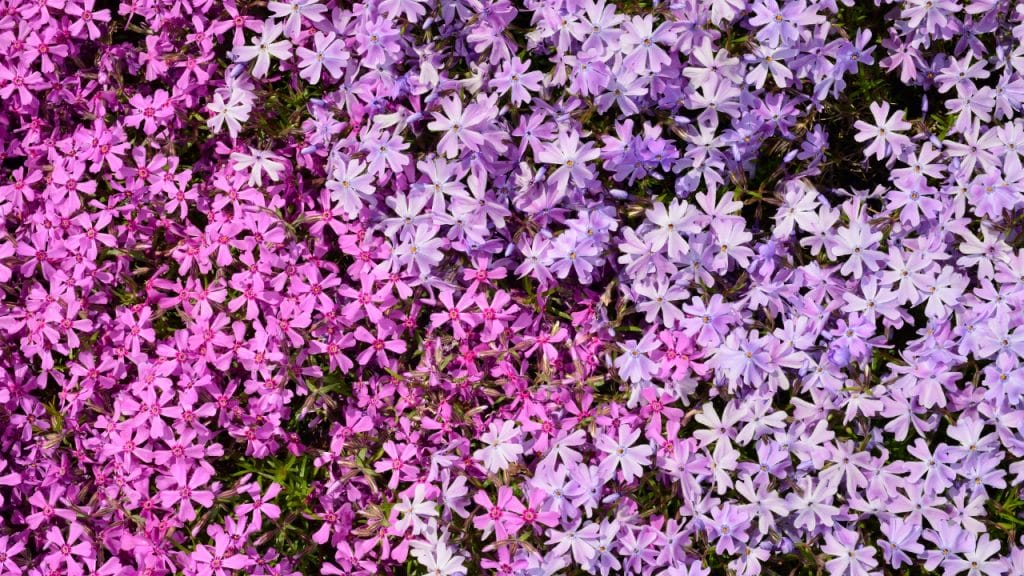 Phlox subulata