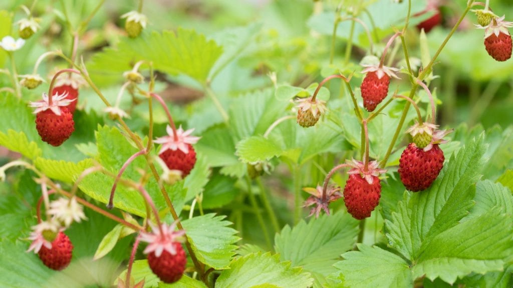 Fresas silvestres