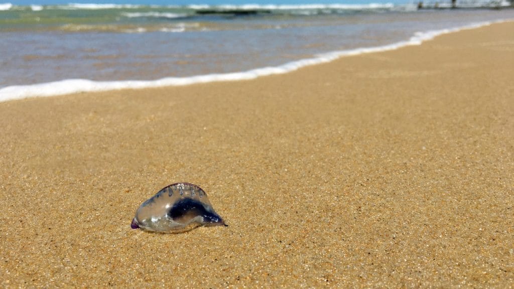 medusas