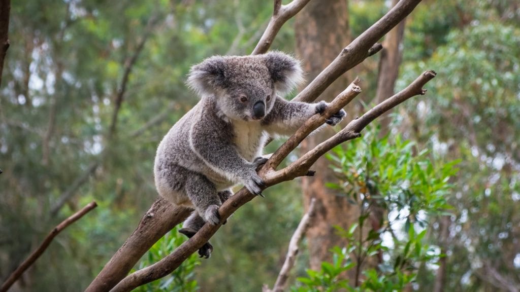 Koala en una rama de árbol en Australia