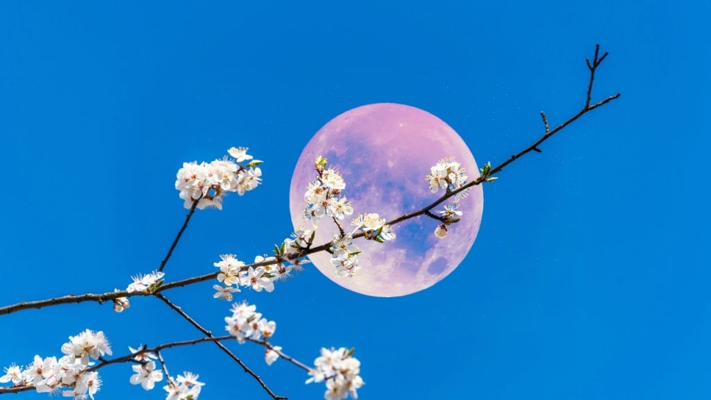 luna llena de las flores