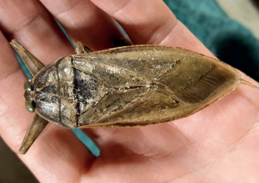 Lethocerus patruelis insecto gigante
