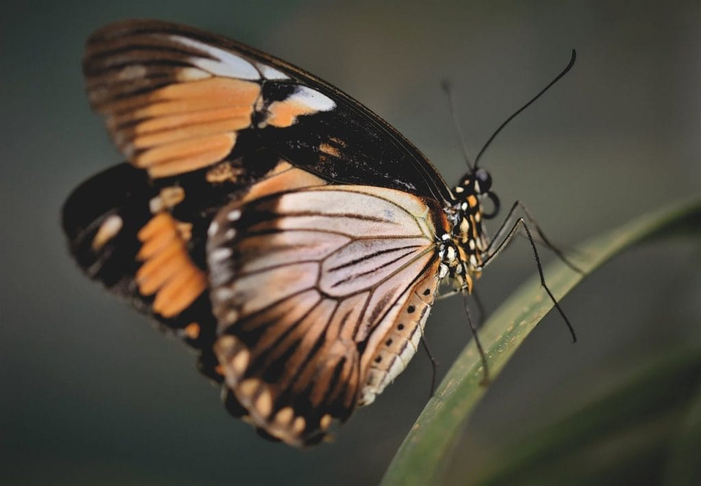 mariposa sobre tallo de planta