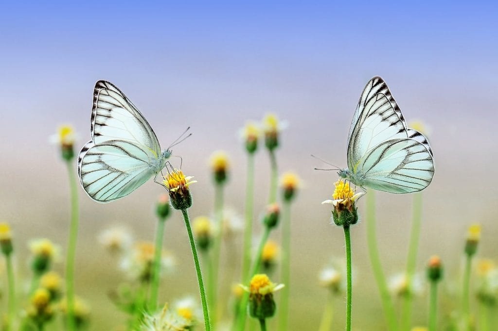 dos mariposas frente a frente sobre flores