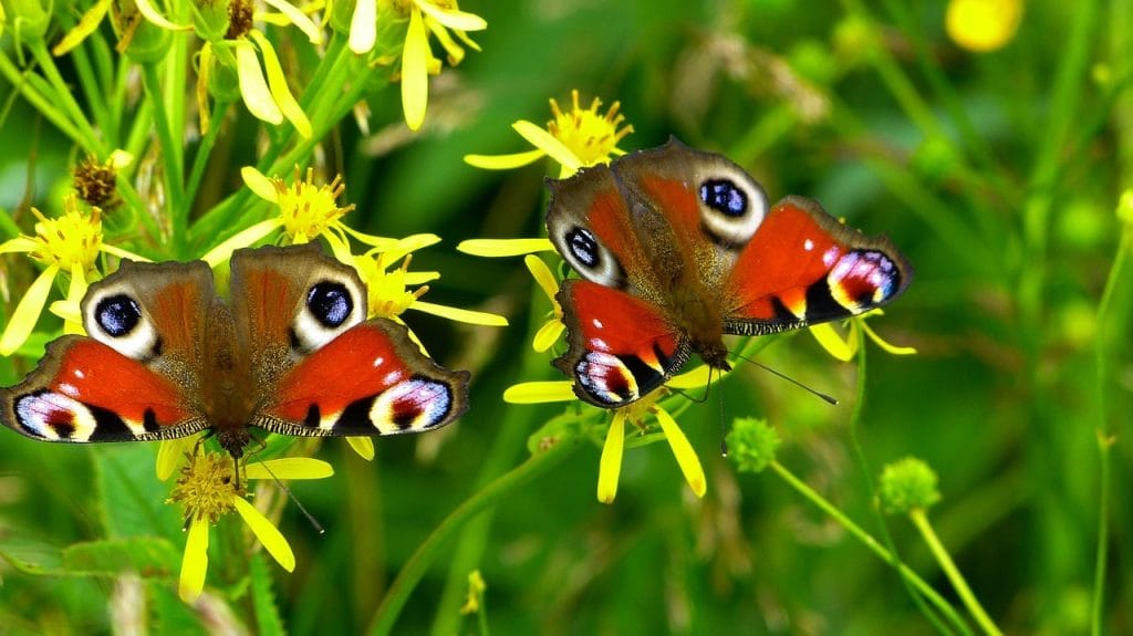 mariposas de tonos llamativos sobre flores