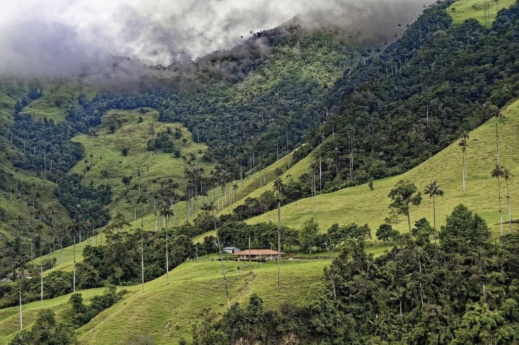 Montañas verdes y palmeras