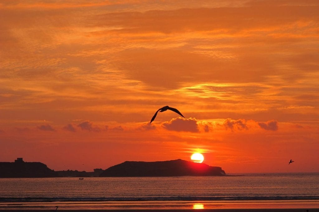 atardecer mar ave