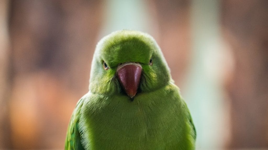 Cotorra argentina, una especie invasora en España