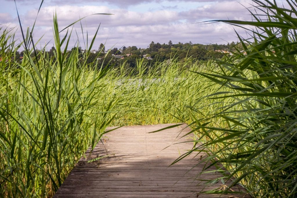 caña comun planta