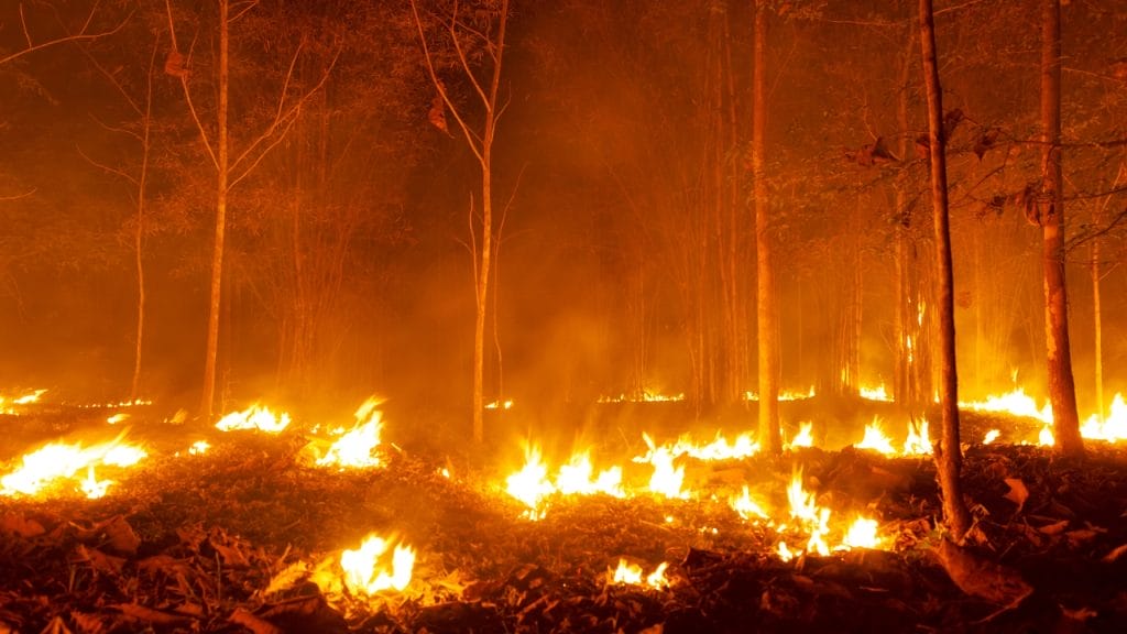 Incendio forestal