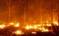 Incendio forestal