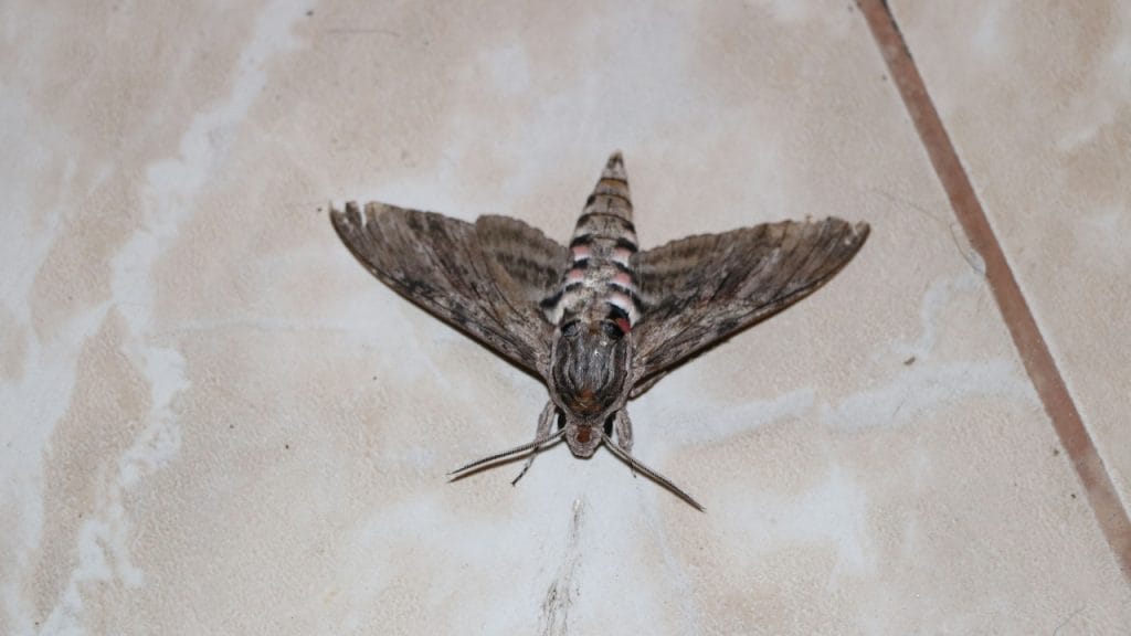 Polilla gigante
