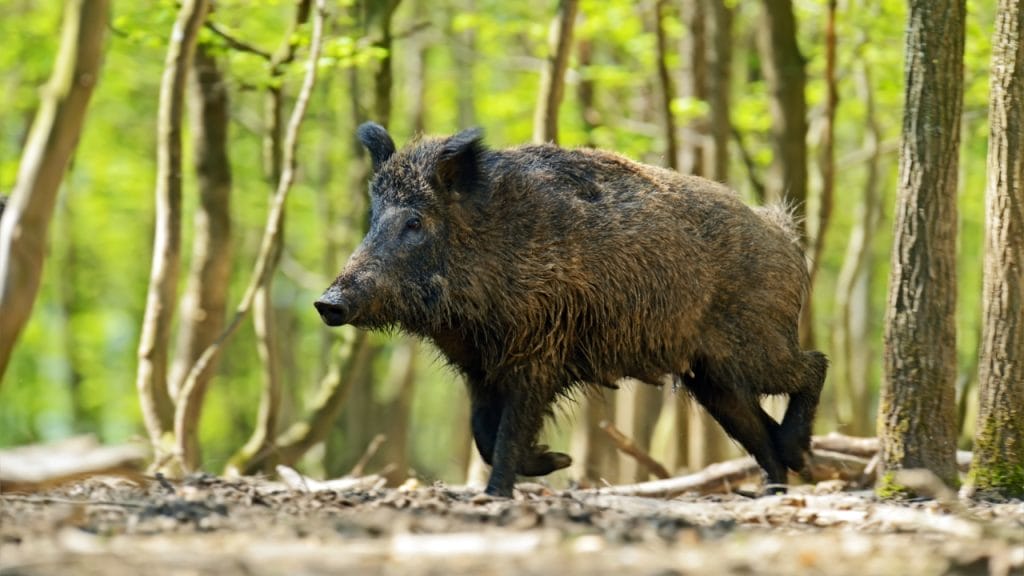 Jabalí en el bosque