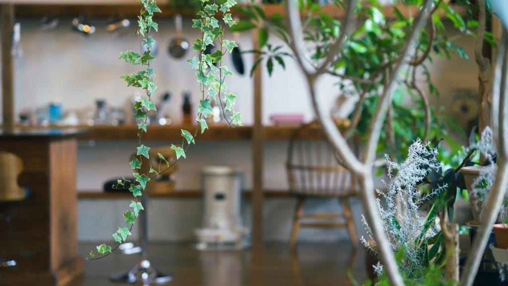 Hiedra inglesa en interiores