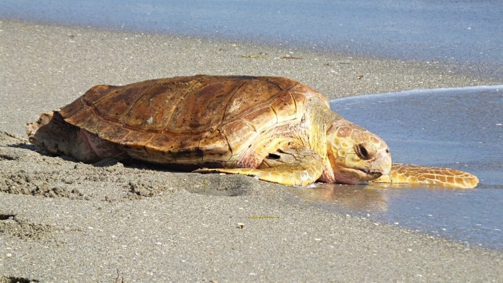 Tortuga careta en la orilla del mar