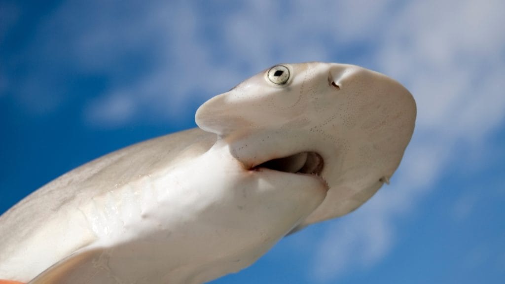 bonnethead shark