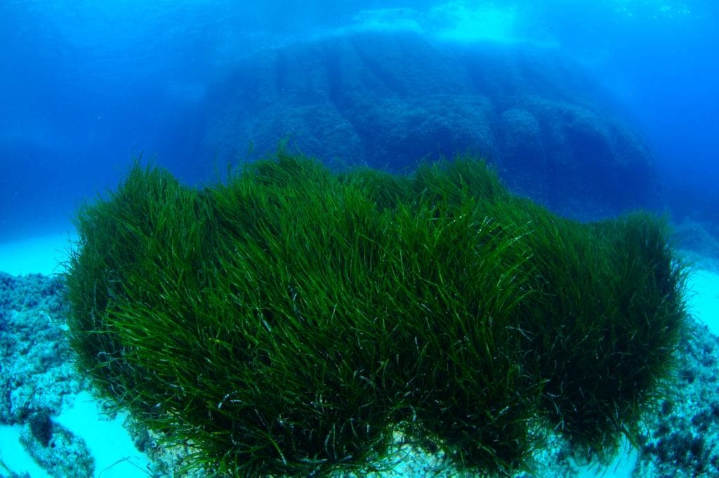 pelotas-de-posidonia-o-bolas-de-neptuno-por-que-ayudan-a-las-playas-contra-el-plastico