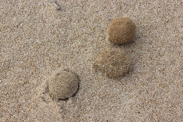 pelotas-de-posidonia-o-bolas-de-neptuno-por-que-ayudan-a-las-playas-contra-el-plastico (1)