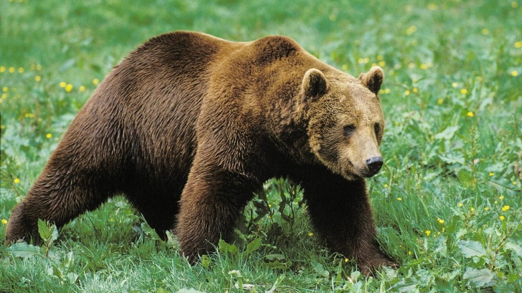 Oso pardo