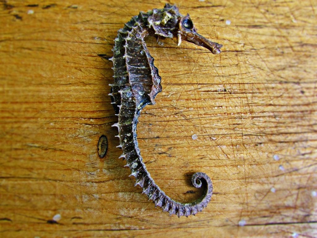 el-alarmante-trafico-ilegal-de-caballitos-de-mar-por-que (1)