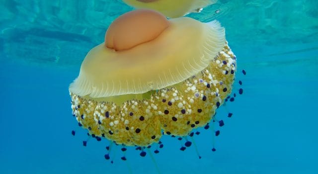 El aumento térmico drástico del Mediterráneo dispara la presencia de medusas y algas