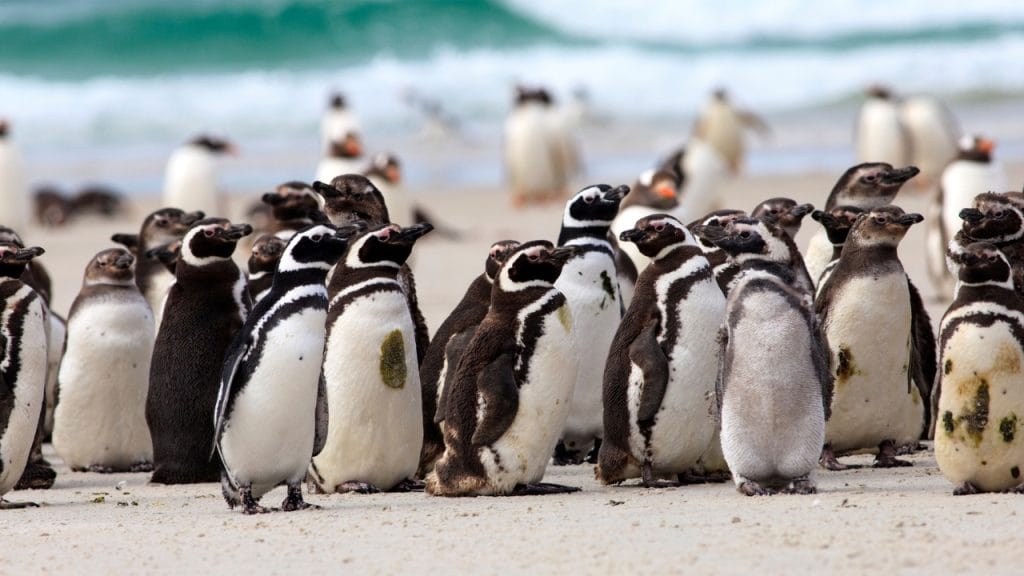 Pingüino de Magallanes