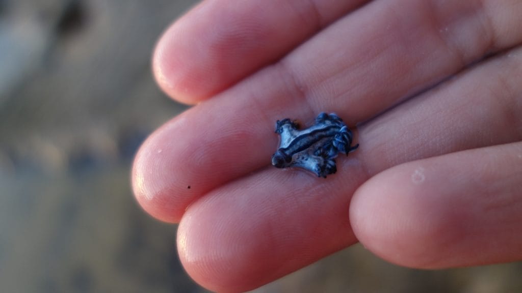 Dragón azul