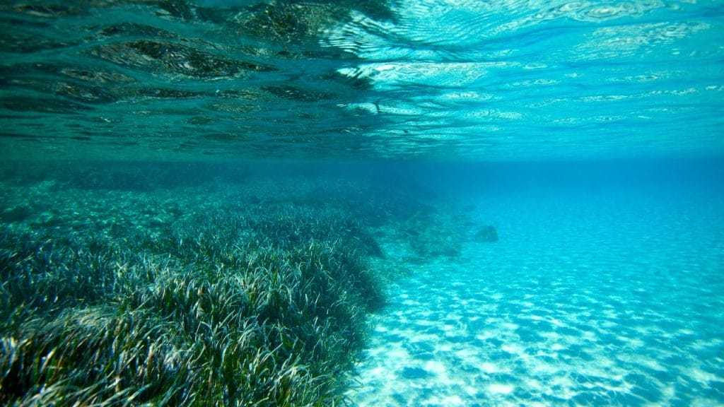 Posidonia en el Mar Mediterráneo