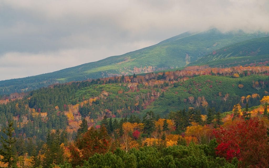 bosque otoñal y montañas