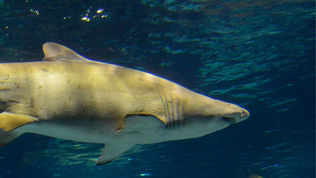 tiburón solrayo