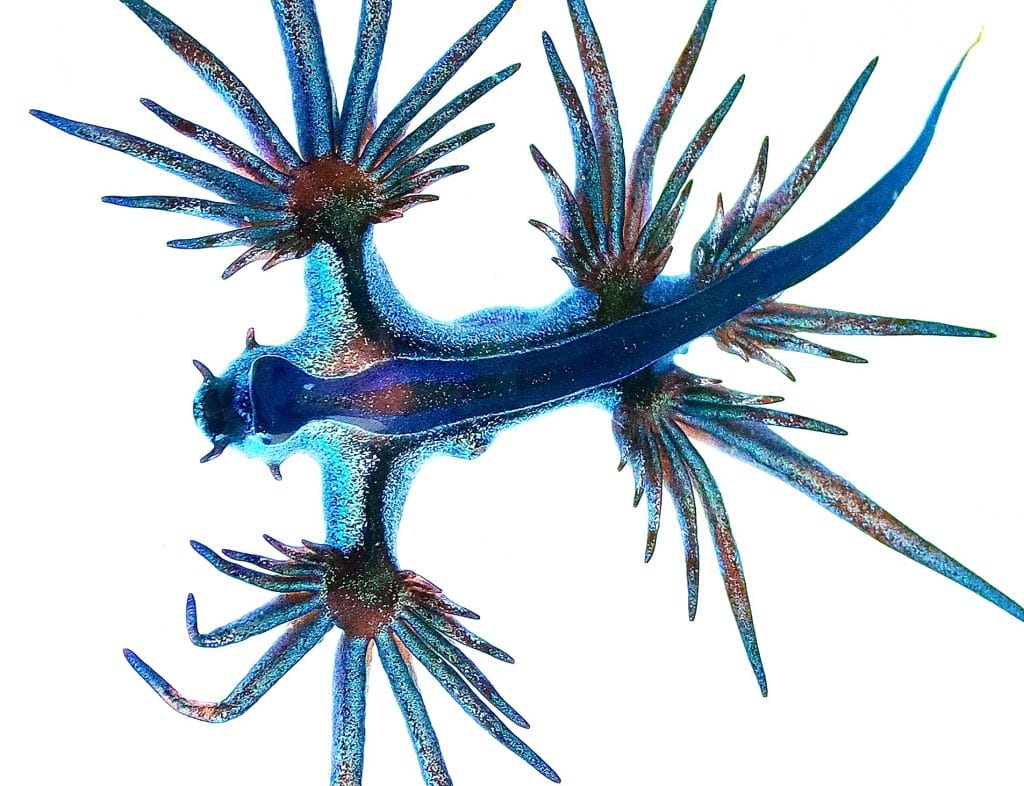 es-tan-peligroso-el-dragon-azul-visto-en-el-mediterraneo