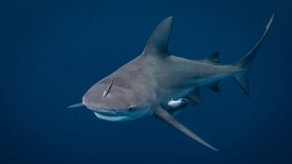 Tiburón toro