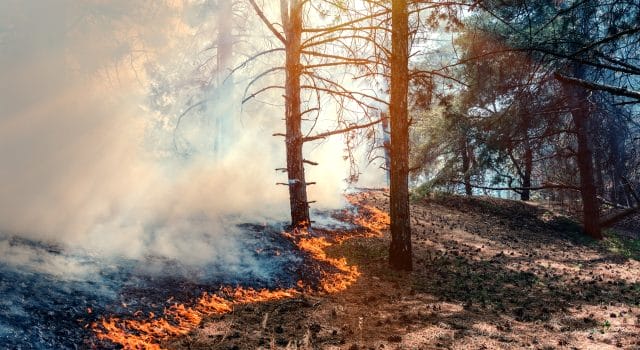 Los incendios extremos fueron 20 veces más probables por el cambio climático