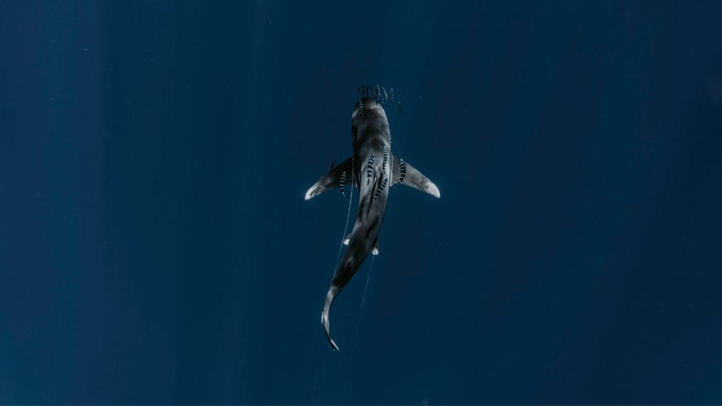 Tiburón blanco