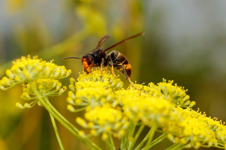 fallece-un-cazador-en-lugo-por-el-ataque-de-avispas-asiaticas-velutinas (3)