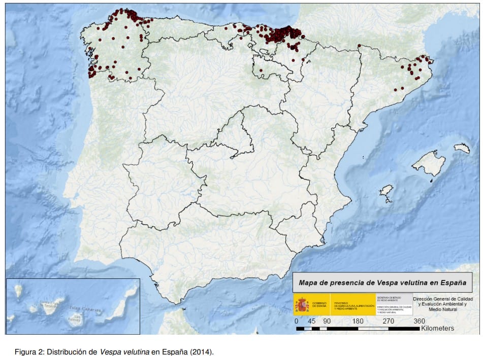 fallece-un-cazador-en-lugo-por-el-ataque-de-avispas-asiaticas-velutinas (2)
