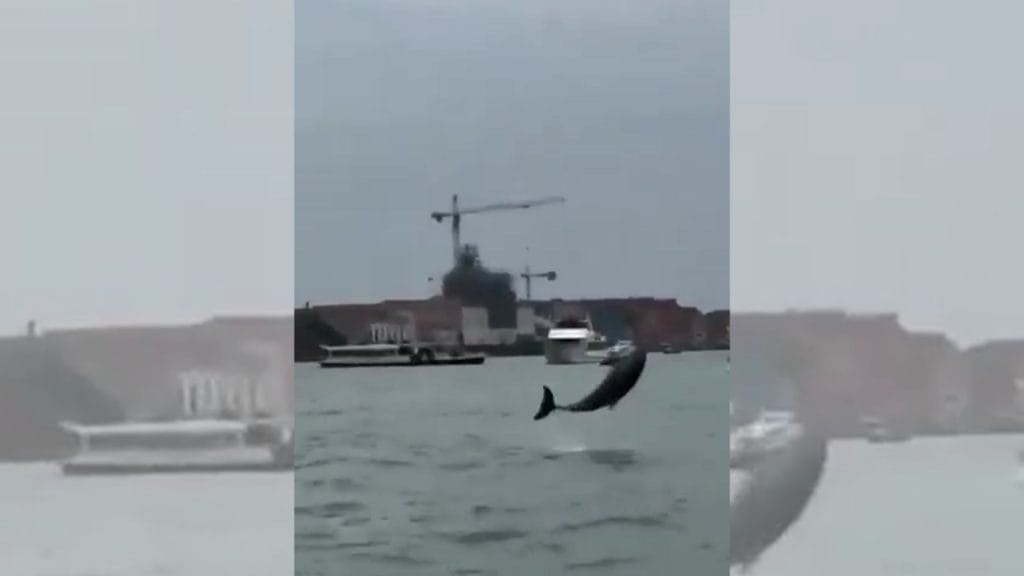 delfín Venecia