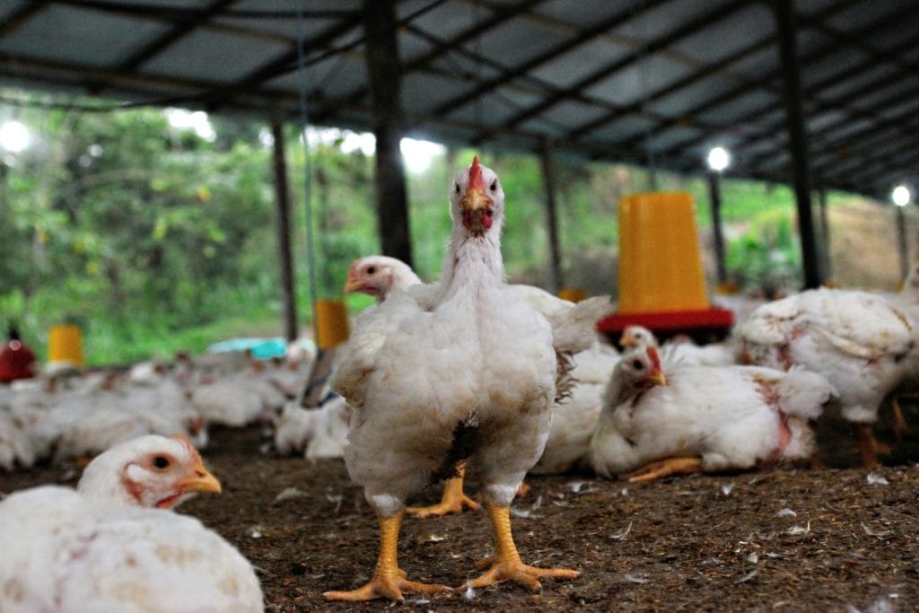 gripe-aviar-en-espana-que-esta-pasando-claves-estrategias (2)