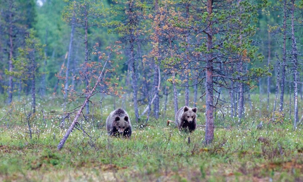 11-heridos-con-varios-ninos-por-el-ataque-de-un-oso-grizzly-en-canada (3)