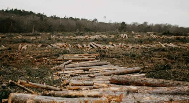 Bosques africanos: de gran sumidero de carbono a fuente de emisiones